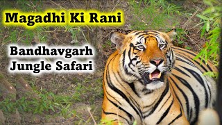 Magadhi Ki Rani | Bandhavgarh Magadhi Zone Safari