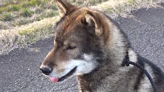 四国犬翔　音楽に聞き入る