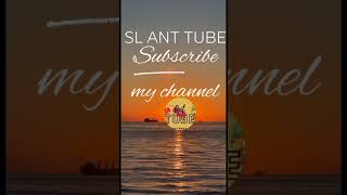 Subscribe this YouTube channel to watch short videosSl ant tube @Anttube2018 ant colony 🙀🙀🙀🙀