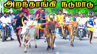 அறந்தாங்கி நடுமாடு பந்தயம் 01.10.2023