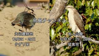 タゲリ 矢切に来た 猛禽はオオタカかハイタカ❓金網越し野鳥はカシラダカ❓舎人公園