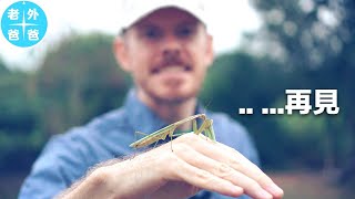 看超級餓的螳螂吃掉別的昆蟲...很惊人 （Super Hungry Praying Mantis Devours Other Bugs... Gross, Yet Fascinating)