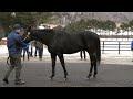 ドリームバレンチノ dream valentino アロースタッド種牡馬展示会2023