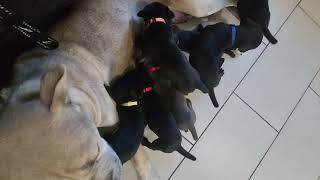 Cane Corso puppies AKC & ICCF Registered