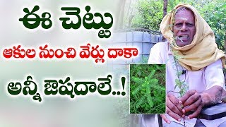 ఈ చెట్టు ఆకు నుంచి వేర్లు దాకా అన్నీ ఔషదాలే నేల ఉసిరి Nela Usiri uses in Telugu | Phyllanthus Amarus