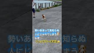 多摩川で勢いあまって見知らぬ人にじゃれてしまう🐶柴犬レオ　フレンドリーすぎます😅　#柴犬　#柴犬子犬　#生後10カ月 #赤柴 #癒し #散歩 #愛犬