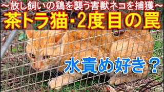 2度も箱罠に掛かる茶トラ猫～放し飼いの鶏を襲う害獣ネコを捕獲して水責めのお仕置き～