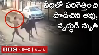 Cow Attack: మార్నింగ్ వాక్ చేస్తున్న వృద్ధుడిని వెంటాడి, కింద పడేసి కుమ్మిన ఆవు | BBC Telugu