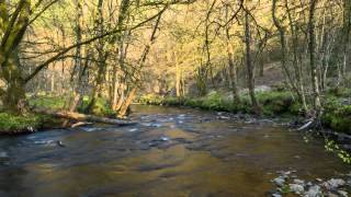 Fingle Woods - Spring Timelapse