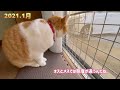 【野良猫から家猫へ】３年間の記録〜おうちにおいでよ！こたつあるから〜