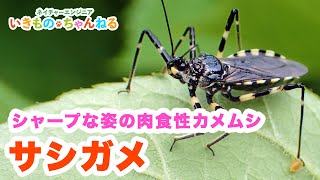 サシガメの魅力と種類　シャープな姿の肉食性カメムシたち