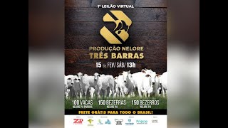 1º Leilão Virtual Produção Nelore Três Barras