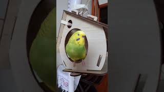 Kuşlarım Nergis ile Maviş canlı yayında #keşfet #nergis#mavis#maviş #muhabbetkuşu#budgie#keşfetedüş