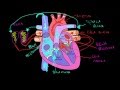 Układ krwionośny i serce