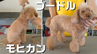 【トリミング】５倍速でわかる！トイプードルのトリミング【３５２時間目】　|　(5Xspeed)Trimming for Toy Poodle