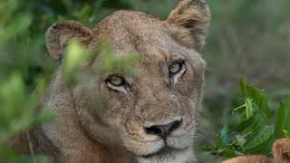 Tracking lions
