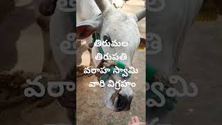 గోవుతో ఉన్న సంబంధం #samavedam #shanmukhasarma