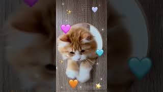Your sweetie#vivavideo #funny #kitten #cat