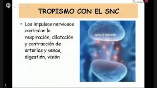 Melena de leon dxn beneficios