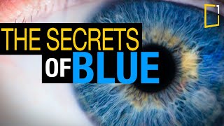 The Fascinating Rarity of Blue in Nature