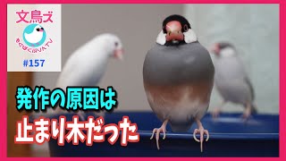 桜文鳥もぐの発作は止まり木が原因だった