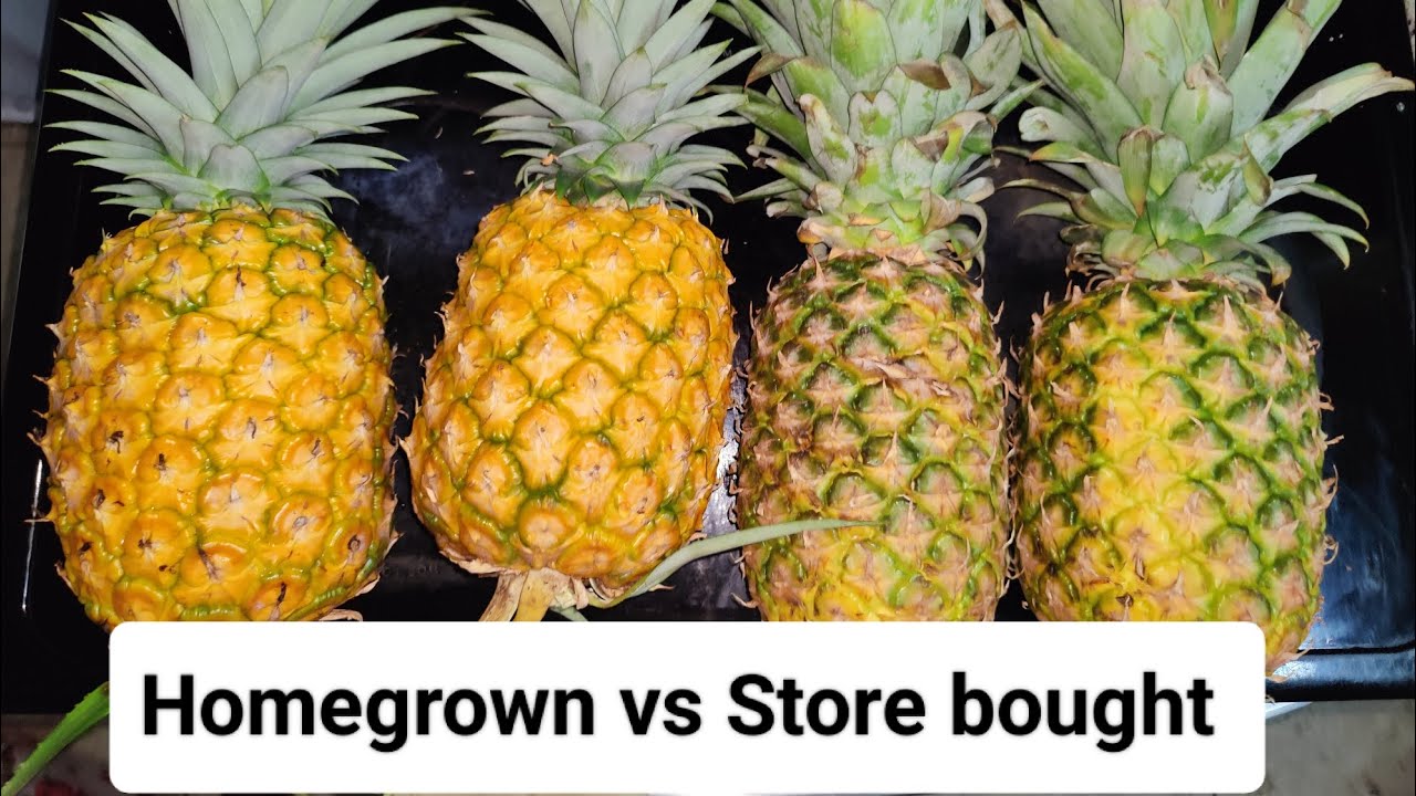 Pineapple Picking Time Youtube