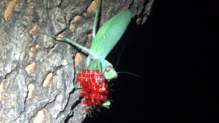 【閲覧注意】巨大な肉食イモムシがカマキリに貪り食われていた。