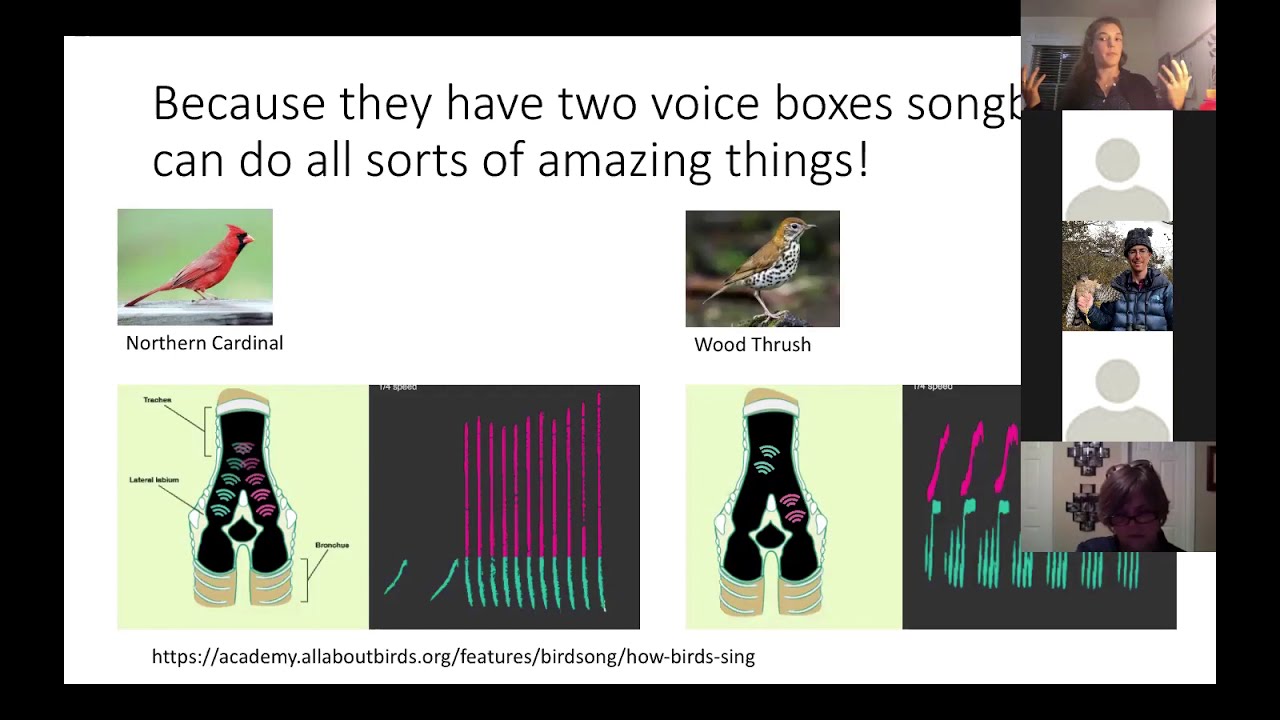 Evolution And Biology Of Bird Song - YouTube