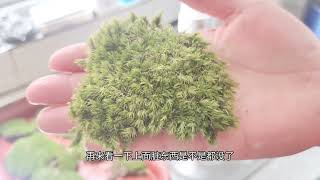 如果買來的苔蘚很髒我來教你如何快速打理If the moss you buy is dirty, I will teach you how to quickly take care of it