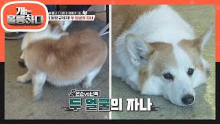 같은 만짐(?) 다른 반응♨ 컨디션에 따라 다른 자나의 입질?! [개는 훌륭하다/Dogs Are Incredible] | KBS 210301 방송