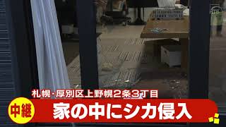 窓ガラス割って住宅に侵入？警察が駆け付けると台所にシカが！麻酔打って確保　住人は外出中でけが人なし