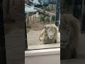 聖月🕯⑨ホワイトライオン・白獅子・セラムくん・リズムちゃん★white_lion・・・沖縄こどもの国・okinawa zoo u0026 museum 20211201