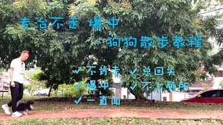 带狗狗出门散步一定要注意的事项｜狗狗散步教程｜专治不走爆冲