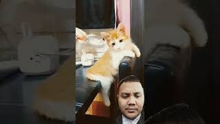 Imut kucing ini #pets #kitten #cute #cutecat #music #song #pop #shortvideo