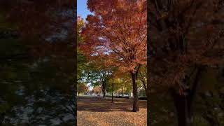 【川越水上公園】紅葉【ランニングコース】