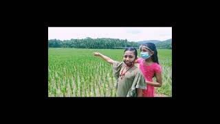 പാടവും വരമ്പും #kukkurumbees #vlog #malayalam