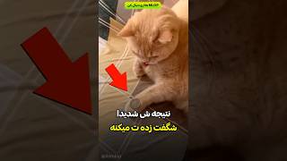 برای همینه که هوش گربه ها زیاده 🙀🐈