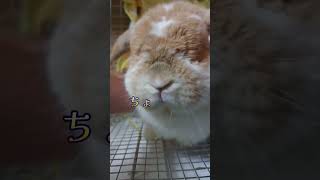 うさぎさん空中遊泳【遊ぶ時間】 #rabbit #可愛い #bunny#動物