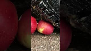 Car vs Apples 👀🍏🚗❤