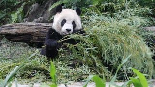 20201231 圓仔竹葉挑很大 點心吃完有後話 Giant Panda Yuan Zai