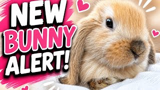 New Bunny Alert! 🚨🐰
