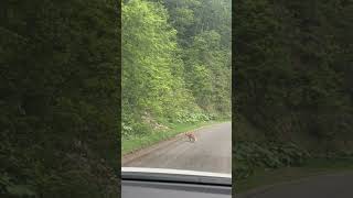 キタキツネ　かわいい　in北海道知床　癒し