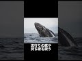 クジラに関する雑学 1 shorts