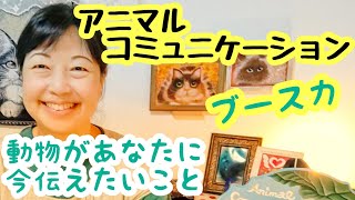 アニマルコミュニケーション❇動物があなたに今伝えたいこと❇ブースカ