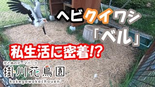 ヘビクイワシ「ベル」の私生活に密着!?【掛川花鳥園公式】