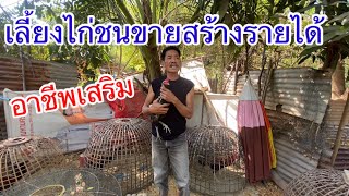 เลี้ยงไก่ชนขายสร้างรายได้หลังจากขับรถสองแถวรับส่งผู้โดยสาร