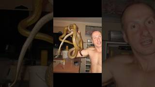 Most venomous snake on the planet #snake #taipan #shorts