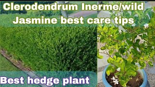 Clerodendrum inerme/Volkameria inermis plant care and grow tips|wild Jasmine|glory bower|