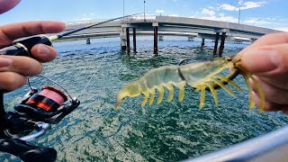 Fishing the Chasebaits Flick Prawn with Instant results at Hays Inlet Brisbane!