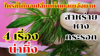 สาหร่ายพุงชะโด(How to solve the problem of sewage water)